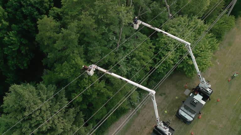 Best Palm Tree Trimming  in Mckinley, PA